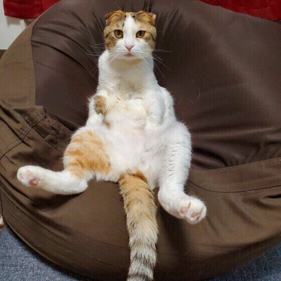 ソファーに座るもなかちゃん（MIX）