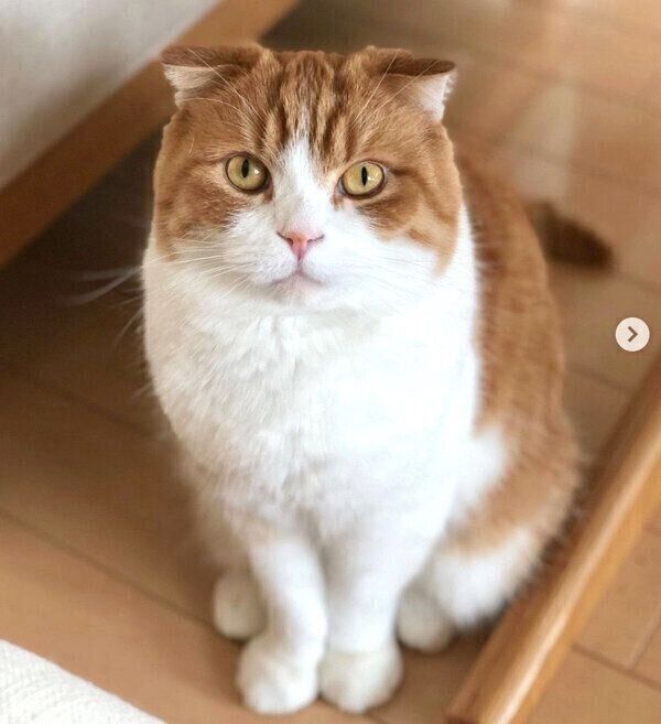 見つめるまーるくん