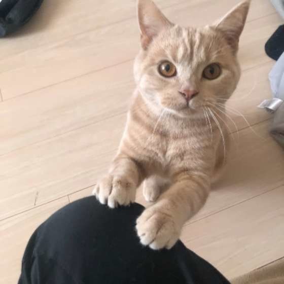 見つめるアメリカンショートヘア