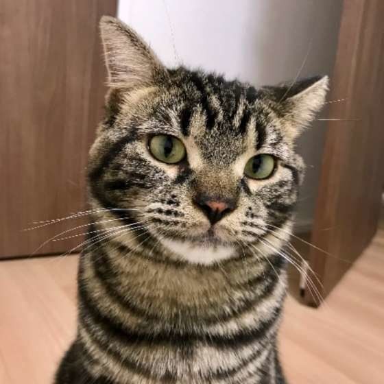 アメリカンショートヘアの茶々丸