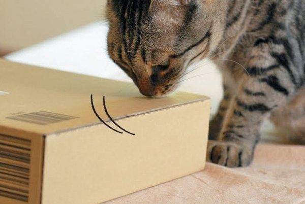 猫のスリスリ行動とは