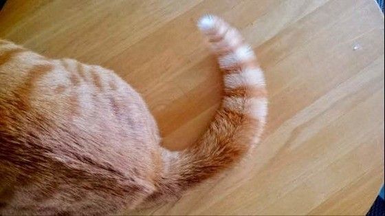 たわしのようにふくれたしっぽ