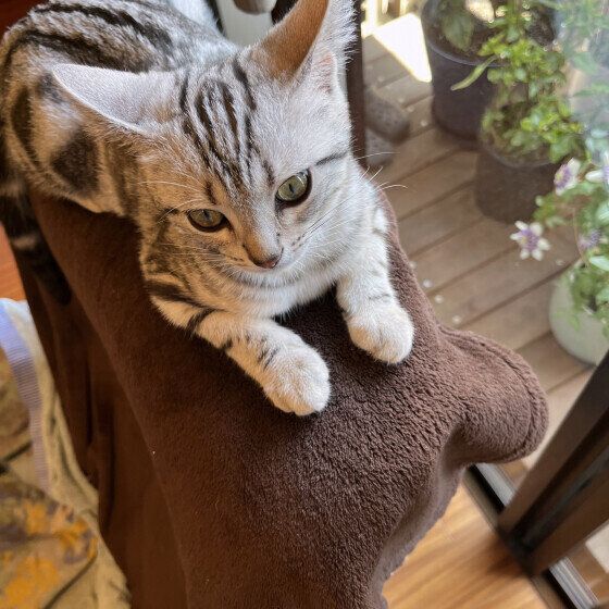 アメリカンショートヘアのジンジャーくん♪