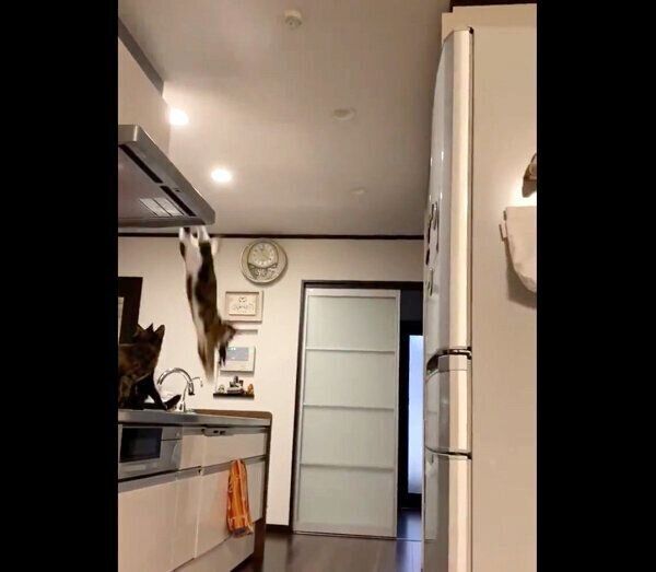 逃走するひじきちゃん