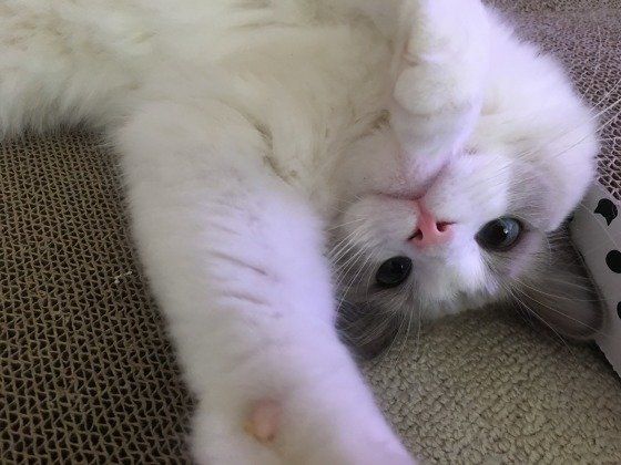 前足を伸ばす猫