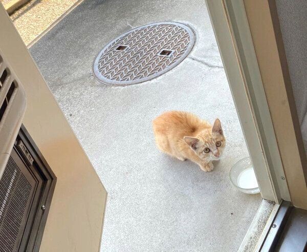 ごはんを食べにやってきたハマグリちゃん