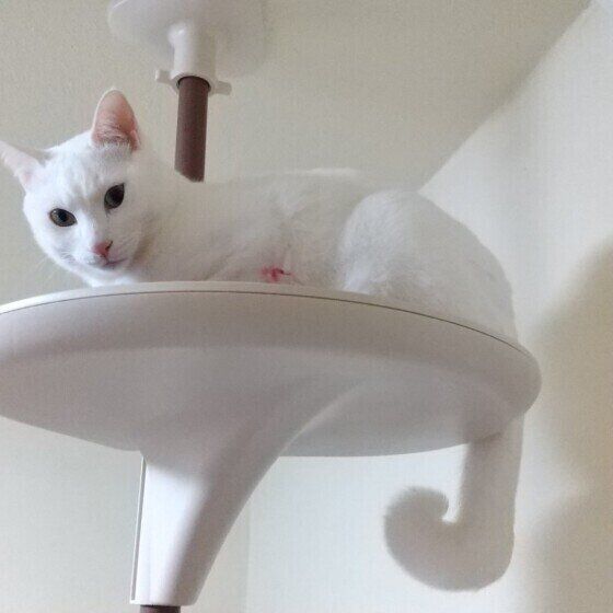 MIXのあん、きずなくん