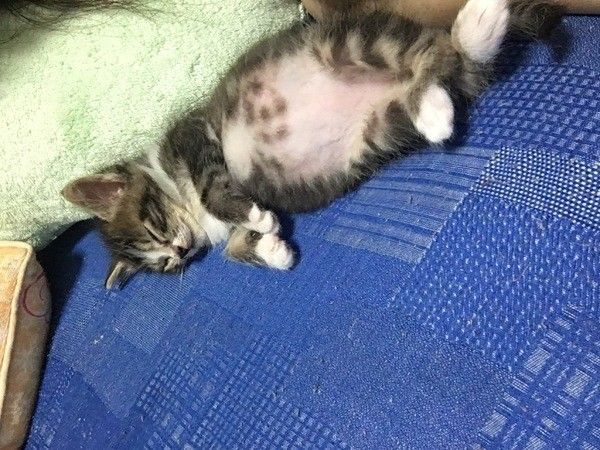 神様のいたずら とってもキュートな猫の珍しい毛柄 模様大集合 ねこのきもちweb Magazine