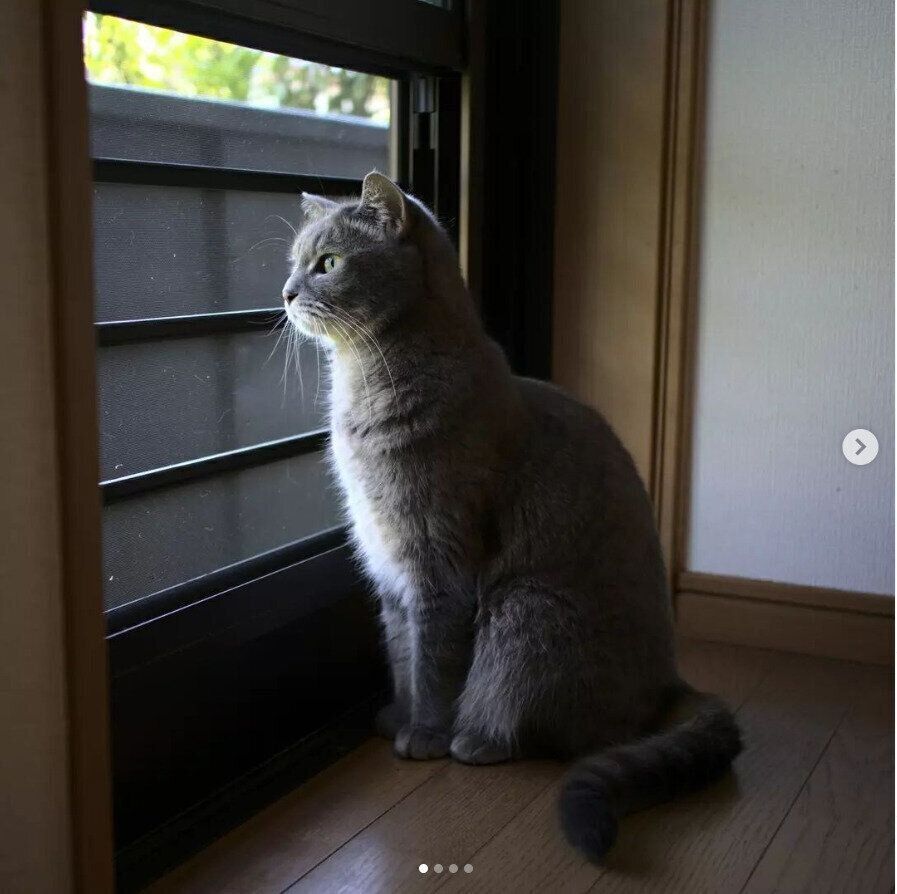 外を見つめるあずきちゃん