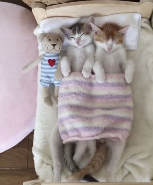 ベッドで寝る猫