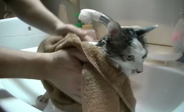 お風呂のときだけ大人しい猫