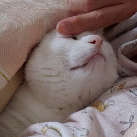 布団の中に潜り込んで寝る猫