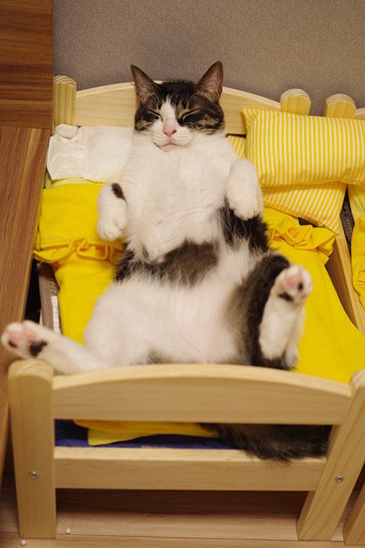 猫が人間らしくなる瞬間