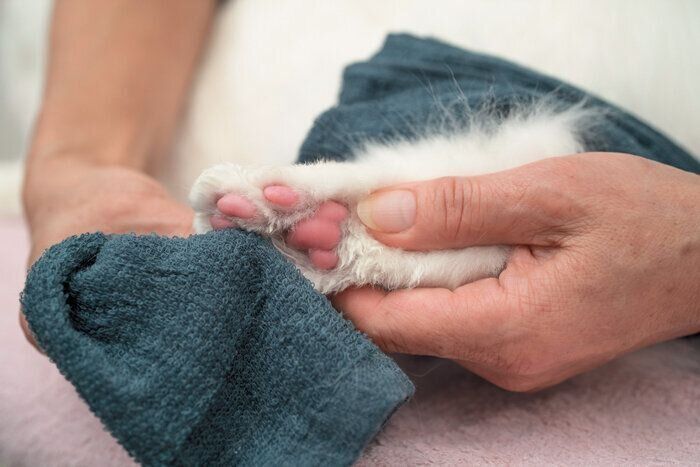 肉球のケアをされている猫