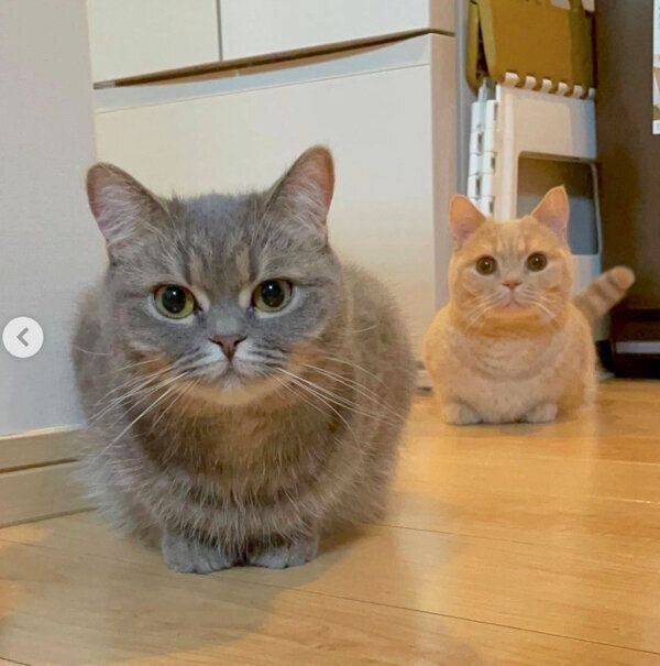見つめるむぎくんとあおちゃん