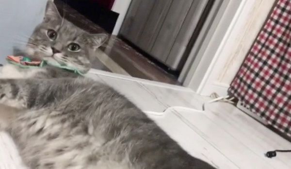 兄猫のしっぽが気になる妹猫