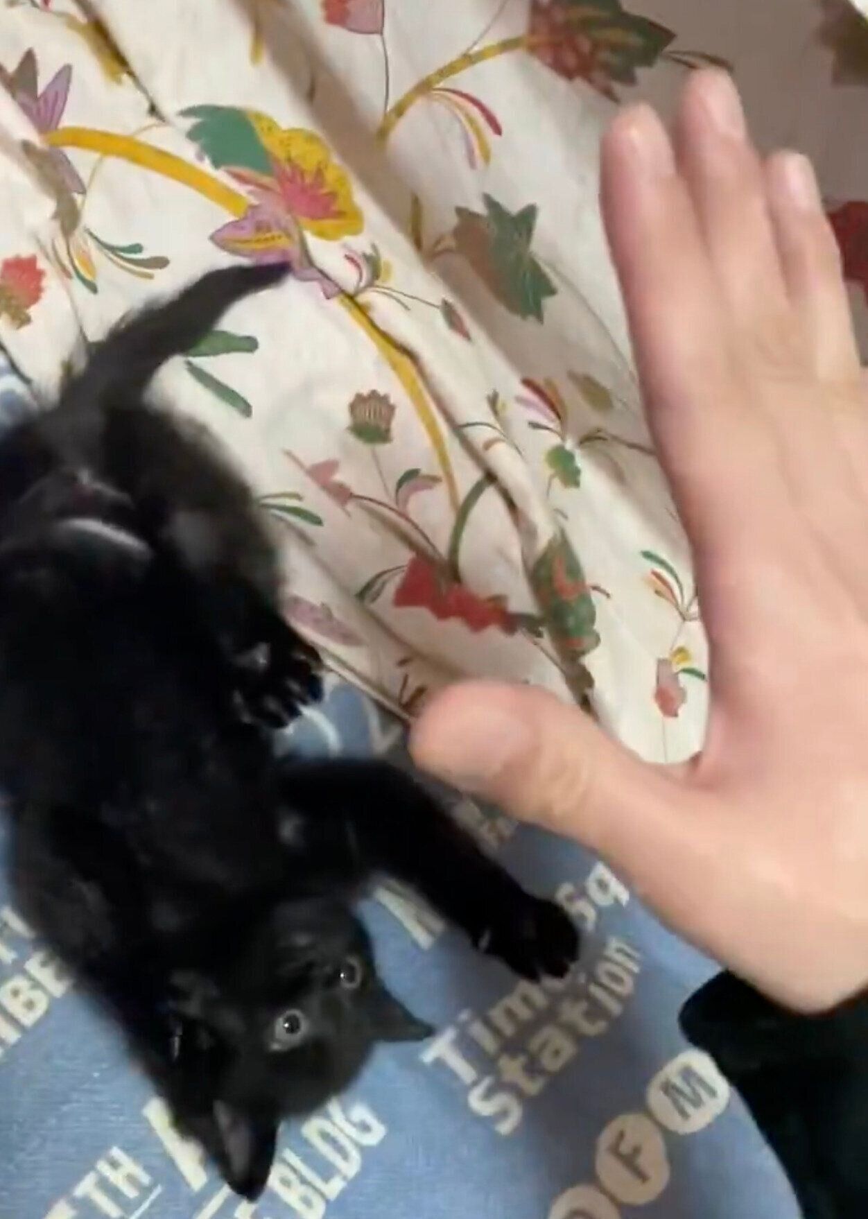 飼い主さんの手を見て反応するぷにゃちゃん