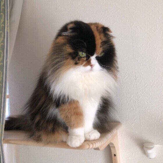 スコティッシュフォールド・ロングヘアのたまちゃん