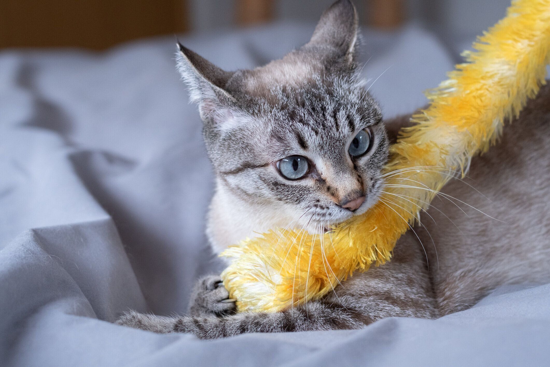 おもちゃを噛む猫