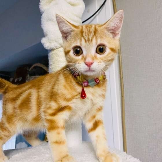 見つめるアメリカンショートヘア