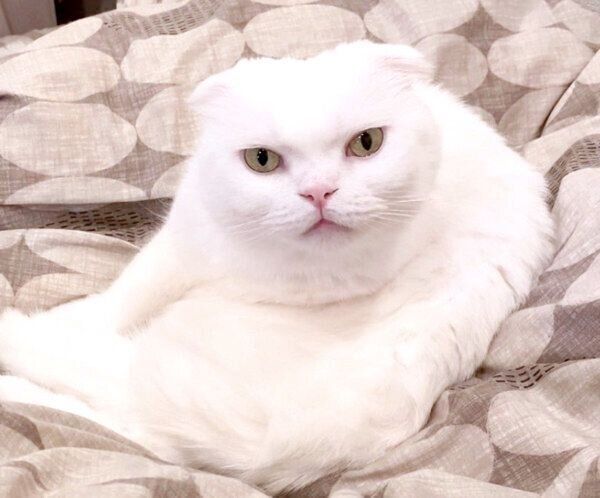 くつろぐむくちゃん