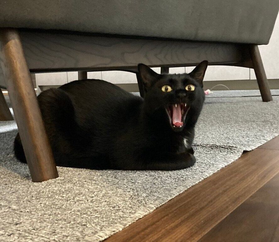 大きな口を開けるジジちゃん