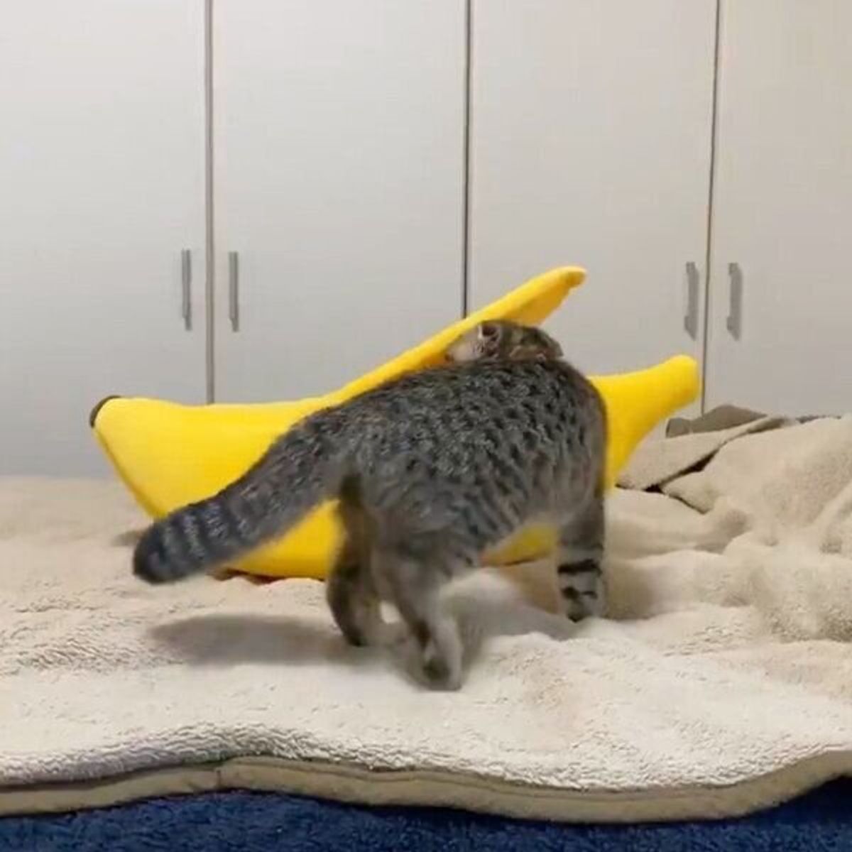 巨大バナナ に吸い込まれる猫 おそるおそる近づいていき そのまま消えちゃった ねこのきもちweb Magazine 巨大バナナ に吸い込まれる猫 おそるおそる近づいていき そのまま消えちゃった ねこのきもちweb Magazine