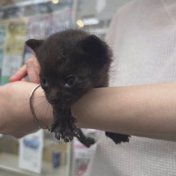 保護した頃のこぐまくん