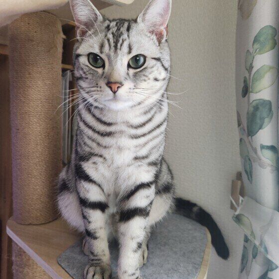 キリッとした表情のアメリカンショートヘア