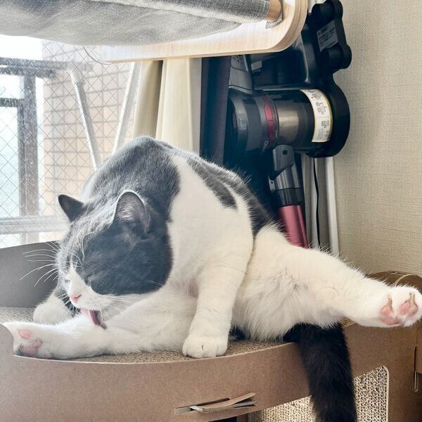 猫　毛づくろい ネコランド on X: 