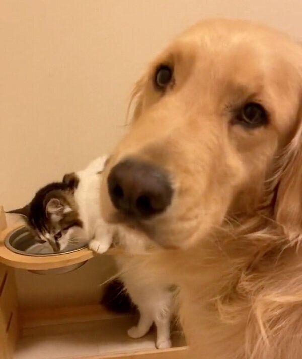 独特な水の飲み方をするさんちゃんと、順番待ちをするまるくん