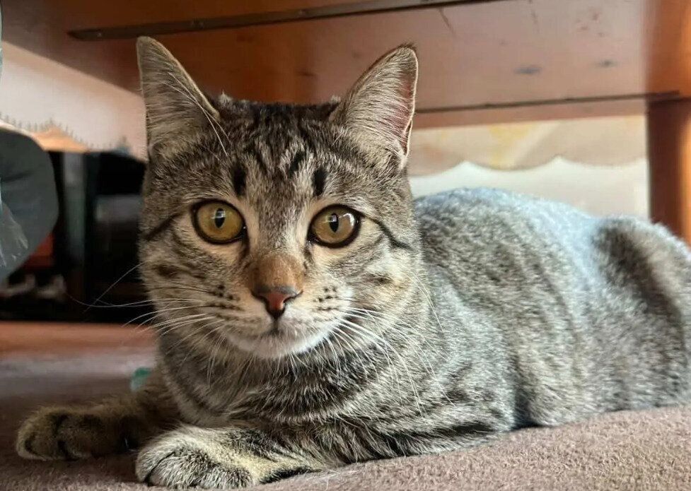 テーブルの下でくつろぐ猫