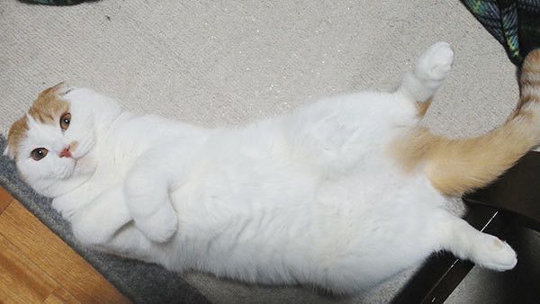 スコティッシュフォールド