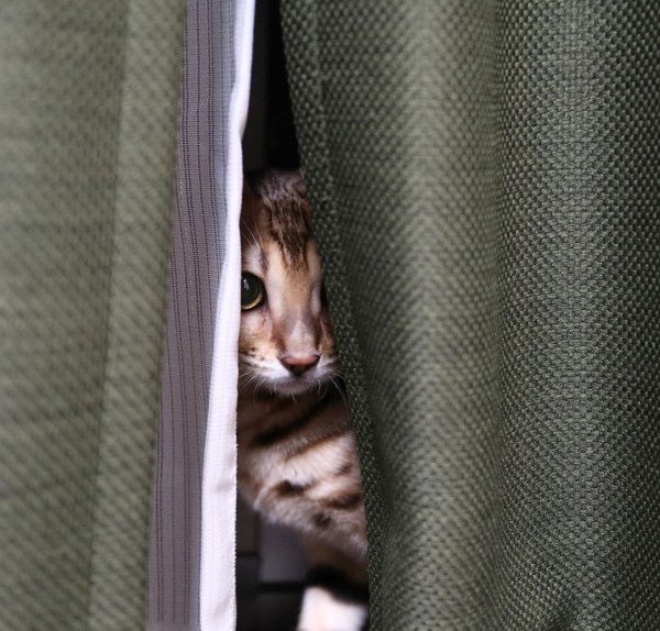 カーテンの後ろから監視する猫