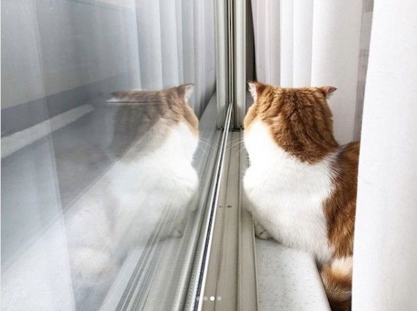 スコティッシュフォールド