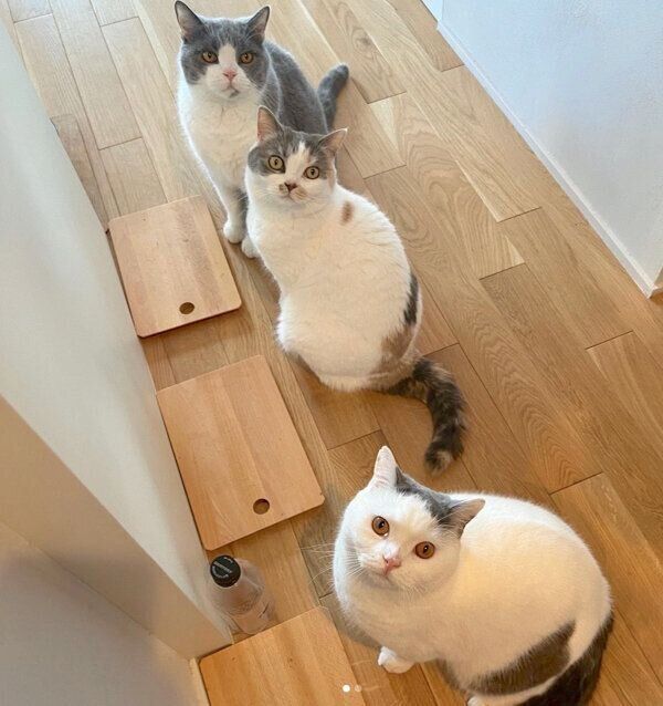 見つめる猫たち