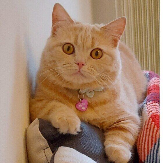 マンチカンのももちゃん