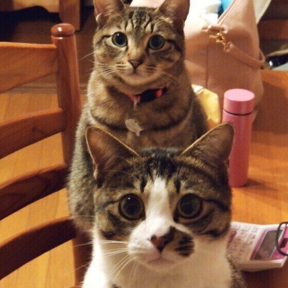 シェリ　キジトラ　カメラ目線