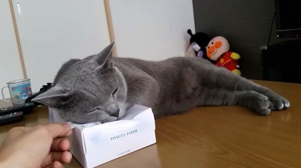 飼い主さんと猫