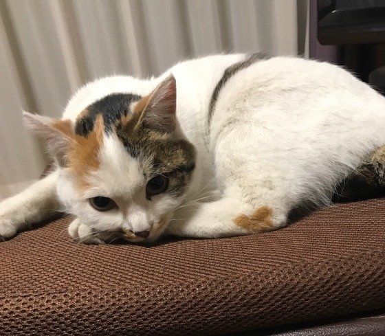 ミケのカブちゃん