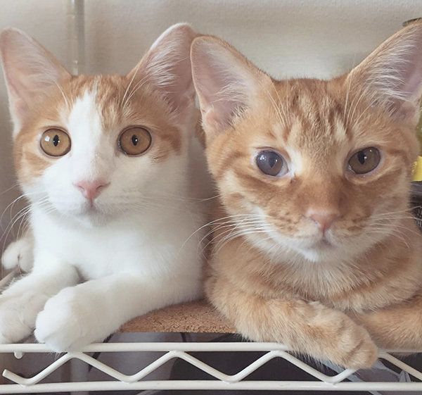 ビスコちゃんとムギちゃん