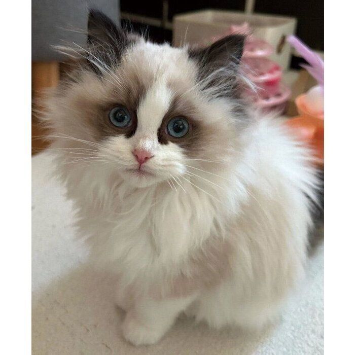 生後2カ月のころに撮影したミアちゃん