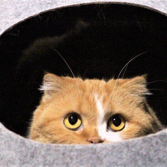 ハウスの中からこちらを覗く猫