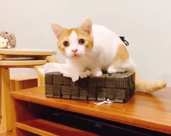 イタズラするもち丸くん