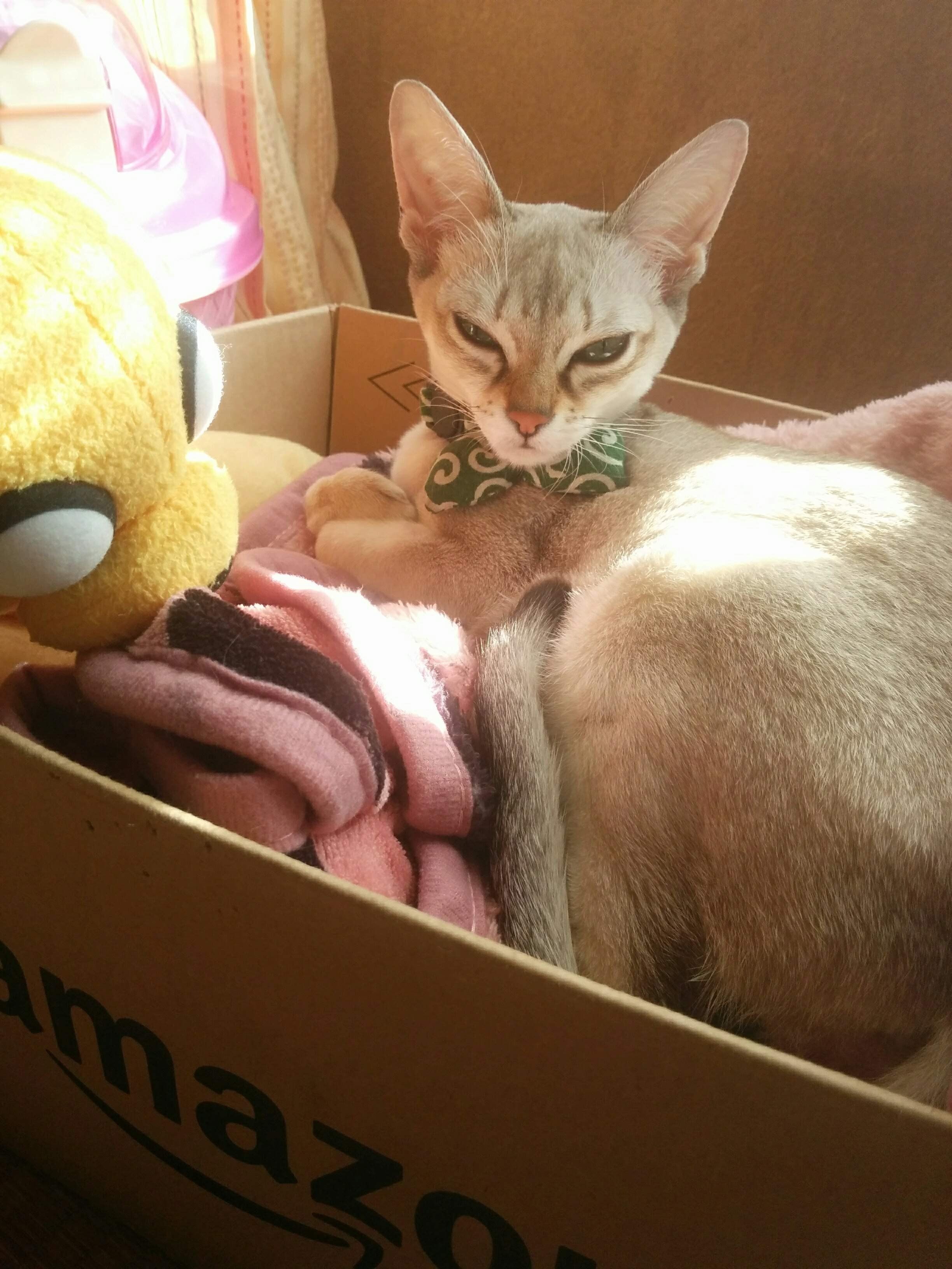 画像／ねこのきもち2020年２月号『猫の病気、そこが知りたい！』