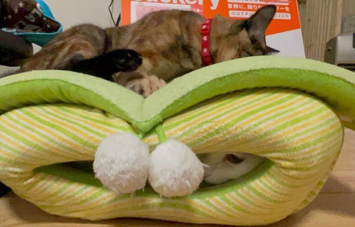 現在のワサビちゃん、チクワくん