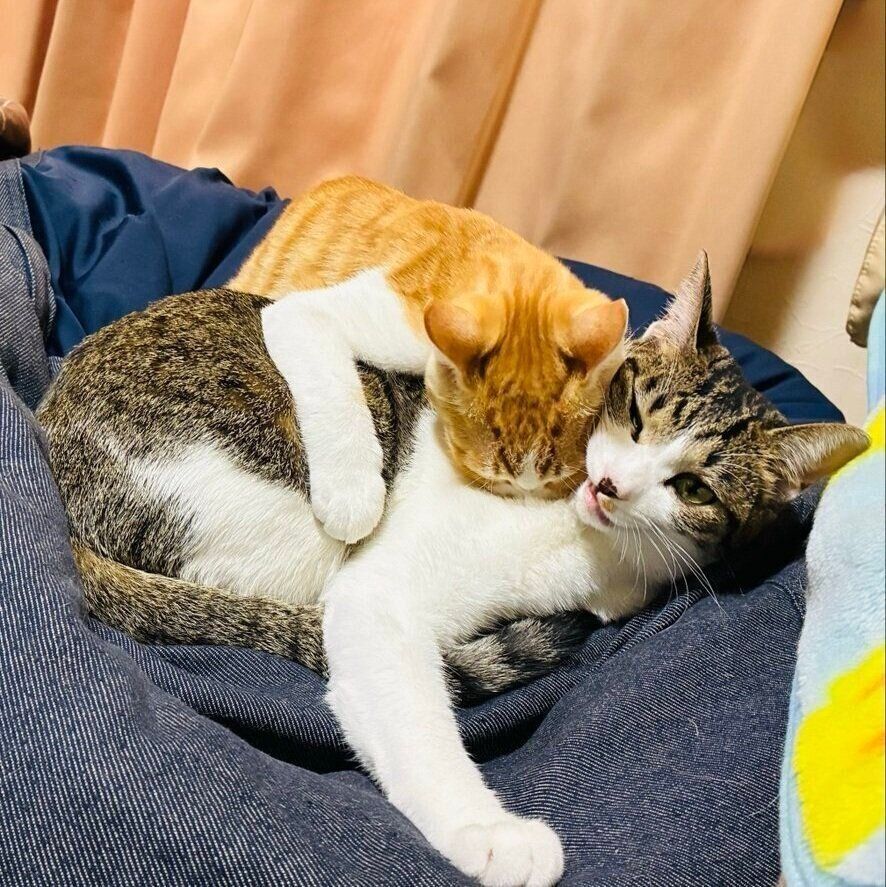 寝ているなーちゃんに「遊んで」と近づくのんちゃん