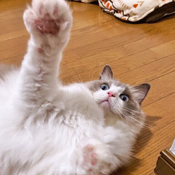 猫パンチをするラグドール