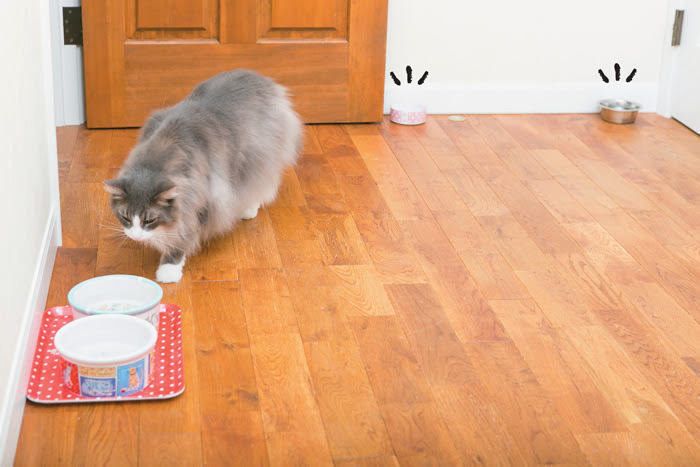 お皿に向かう猫