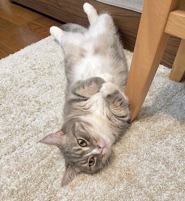 ヘソ天するわらびくん